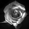Lord Rose