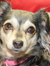 Bitsy