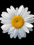 Daisy67