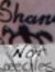 Sharon Hayes