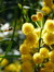 Honey Bee