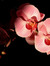 Madame Orchidee