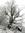 Don John Beaufee