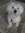 Yentl