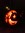 Noctiso...
