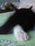 Kittietavis