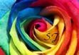 Sey James