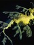 Leafyseadragon