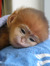 Monkeyduels