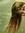 Briony ...