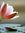Tulipfever