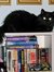 CatBookMom