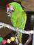 My Parrot Journey