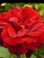 Doreen Mckeown