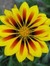 MissDaisy