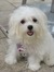 Martina