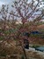 Nouran