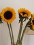 Sunflower 57