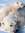 Ice Bear (Neilar) | 488 comments