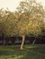 theinspirationtree