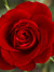 Wild_ir...