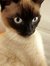 Phoebe