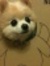 Carol Chan