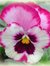 Pansy