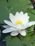 Elsie