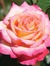 Shemarie