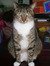 Zuesicat