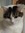 Lemur-Cat