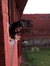 Safia