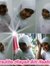 Mutiara...