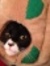 Christina Gillespie