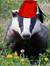 Badgerlord