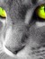 Nine lives