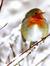 Robin