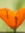 Poppy | 1307 comments