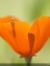 Poppy