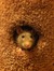 Ratkin