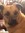 Brandy