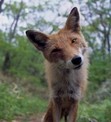 Kit