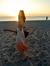 Anca Bettencourt