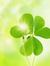 Shamrock English