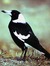 The Magpie