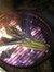 Chicory Poetry