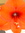 Amy