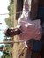 Addisu Abebe