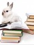 Whiterabbit